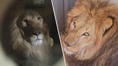 Přežili týrání i válku. Dojemný příběh lvích bratrů z Ukrajiny končí v Africe