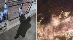 Žhář polil pizzerii hořlavinou a zapálil. Kamera ohnivé peklo natočila!! VIDEO