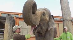 Libereckou zoo opustil poslední slon. Samice žila dlouhé roky sama