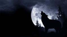 Vlčí úplněk má magickou sílu. Přináší štěstí ve hře, říká astroložka