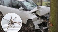 Žena nabourala do stromu. "Může za to moucha," tvrdí policii