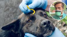 Klíšťata a mazlíčci: Vykroutit, nebo vytrhnout? Klíště pak nevyhazujte
