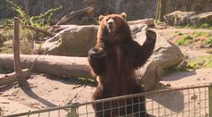 Zoo jsou téměř na mizině. Když neotevřou pro návštěvníky, zkrachují