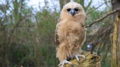 Zoo Praha jako první na světě rozmnožila rybožravou sovu. Mládě se má čile k světu