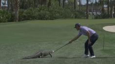 Nechtěná návštěva na golfu. Na greenu se objevil aligátor, hráč ho zahnal