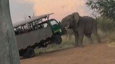 VIDEO: Safari se proměnilo v peklo. Slon se snažil autobus plný lidí převrátit
