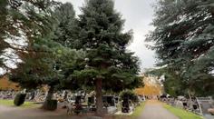Lidé podepsali petici proti kácení jedle. Město ji chce odstranit kvůli nebezpečí