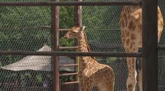 Ostravská zoo utratila malé žirafátko. Mláděti byly dva měsíce