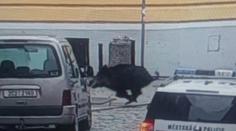 Divočák na ulici srazil ženu! Poničil obchod, pak přeplaval řeku
