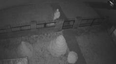 Policie dopadla vánoční zlodějku. Měla krást ozdoby i věnce ze dveří