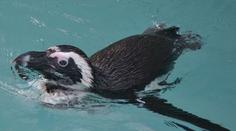 Zoo v Ústí poprvé ukázala vzácné tučňáky, v Česku je chová jediná