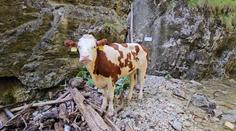 Kráva uvízla na ferratě ve Slovenském ráji. Nechali ji utratit, lidé zuří