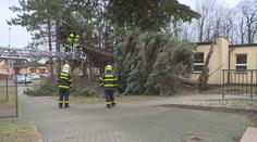 Na dítě v kočárku v Brně spadl strom, zemřelo. Vše řeší policisté