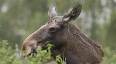 NEŠTĚSTÍ NA LOVU: Myslivec mířil na losa, trefil staříka na záchodě