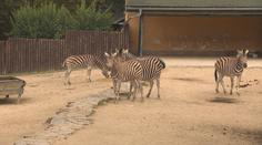 Liberecká zoo se pyšní nejen bílými tygry. Chovají i další ohrožené druhy