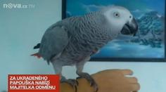 Pro vzácného papouška majitelka ronila slzy! Nakonec ho našli ležet na chodníku