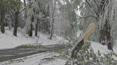 Západ Čech zasáhla sněhová kalamita. Botanická zahrada hlásí vážné škody