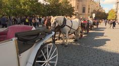 Praha chce z centra dostat fiakristy. Koňské kočáry vozí turisty načerno