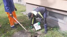 V Česku odstartovaly plošné deratizace potkanů. Hlodavci zamořili řadu měst