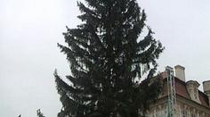 Na Staroměstském náměstí je už vánoční strom