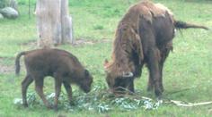 V Plzni se narodilo zubřátko
