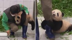 Video, které obletělo svět! Panda se drží svého ošetřovatele jako klíště