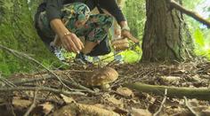 Houbařka ukázala plný trakař hub. Lidé ji za to pořádně sepsuli