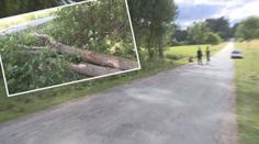 Policisté vyšetřují pád stromu na děti! Mají podezření na trestný čin