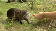 Lidé v obci Zelená mají novou atrakci - nutrie