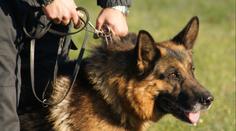 Nešťastný incident při pátrání. Policejní pes zranil malé dítě
