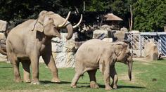 Zoo Praha: Sloní samec Mekong se stává pánem stáda