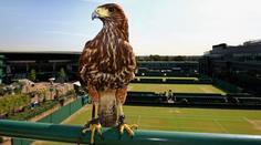 Ve Wimbledonu ukradli jestřába Rufuse, hlídače hlavního kurtu