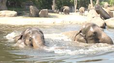 Zvířata v zoo kvůli vedru trpí. Špatně jsou na tom sloni i lední medvědi