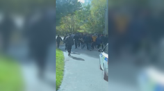 Z dodávky na Děčínsku vyběhlo 30 migrantů. Policie chytila tři, další hledá