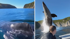 VIDEO: Nebezpečně blízko. Dobrodruha ve vodě zaskočil zvířecí gigant