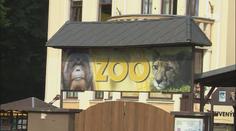Ústecká zoo chce zpět mezi elitu. Vrátí se tam několik zvířat