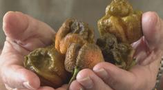 Nová nejpálivější chilli paprička. Měl jsem křeče přes hodinu, řekl pěstitel