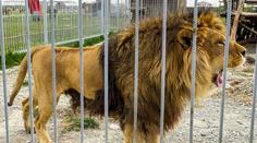 Tragédie ve slovenské zoo: Muž šel nakrmit lva. Šelma ho zabila