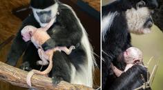 V pražské zoo se narodilo další mládě oblíbené opičky! FOTO