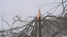 Námraza zlámala stromy v Krušných horách. Tohle jsme nezažili, tvrdí lidé