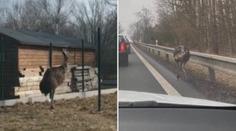 Zmatený pštros potrápil řidiče na Českolipsku. Majitele našli, pták uniká