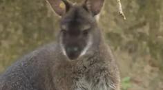 Zlínská zoo slaví nové přírůstky, extrémně se tam daří klokanům