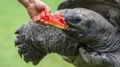 Krmení obřích želv v zoo: Je to fofr, když jde o jídlo! VIDEO