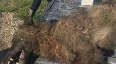 Obří vlk nebo návštěva z pravěku? Farmář zastřelil záhadné zvíře