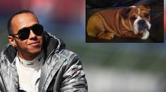 Hamiltonův pes smí do paddocku. Je to můj nejlepší kámoš, tvrdí pilot