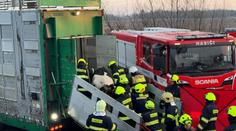 V kamionu při nehodě uvízly desítky krav. Dálnice D8 byla celý den uzavřená