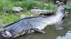 Rybář Vágner chytil v Berounce gigantického sumce. Nemohu uvěřit svým očím, říká