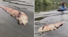 Labem pluje obří sumec! Kapitální rybu svědci natočili u Ústí! VIDEO