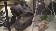 Malá obec ukrývá velké překvapení. Muzeum dinosaurů vytvořila 3D tiskárna