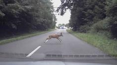 Po některé potravě má zvěř vidiny. Není pak plachá a skáče řidičům pod kola